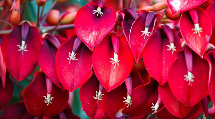 Scopri Il fiore nazionale dell'Argentina: il Ceibo
