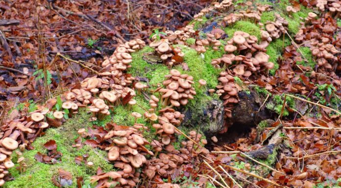 Il fungo più grande del mondo
