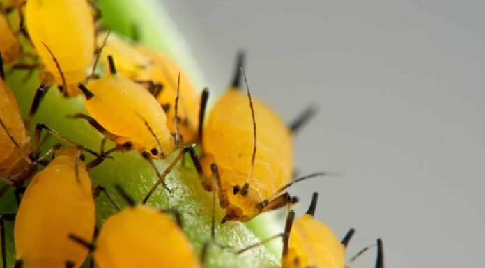 Dove vanno gli insetti in inverno?
