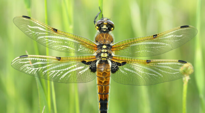 Scopri l'insetto ufficiale dello stato dell'Alaska
