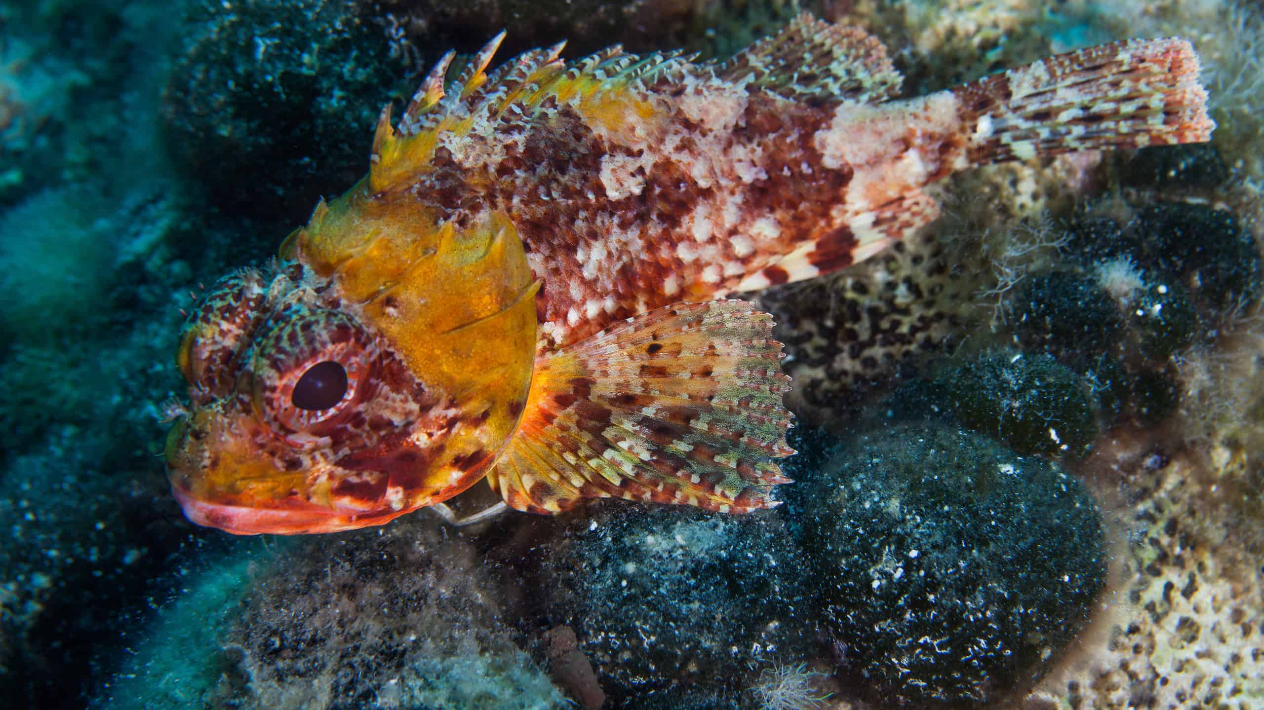 Scopri 7 pesci spettacolari trovati in Russia