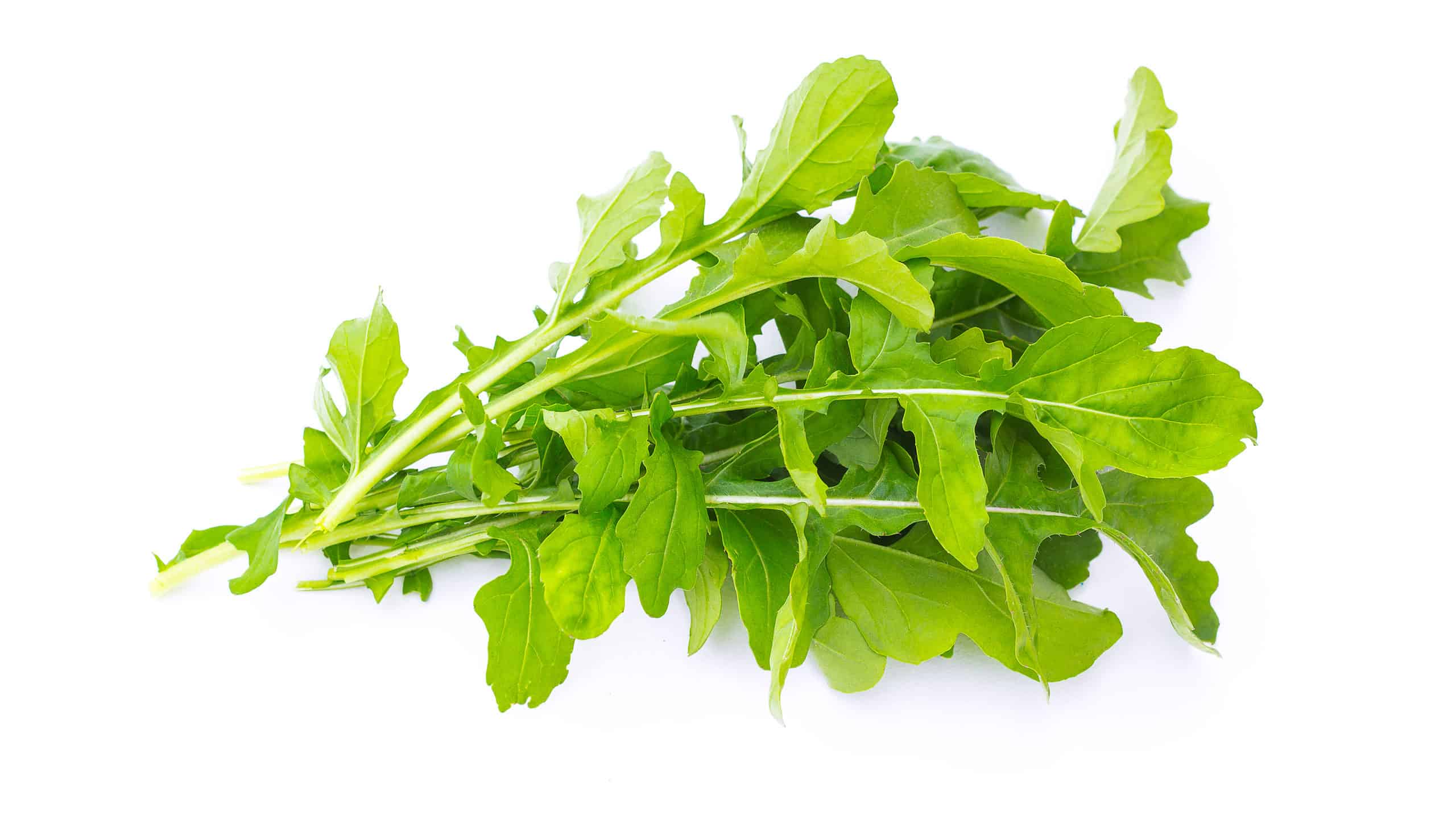 I cani possono mangiare la rucola