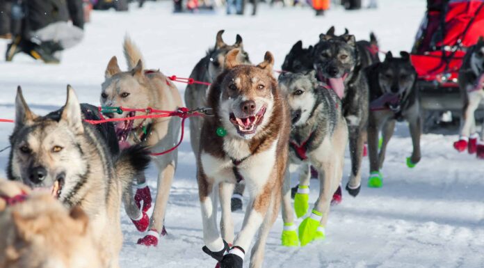 6 maestose razze di cani da slitta con immagini
