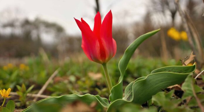 Scopri 6 fantastici fiori primaverili rossi
