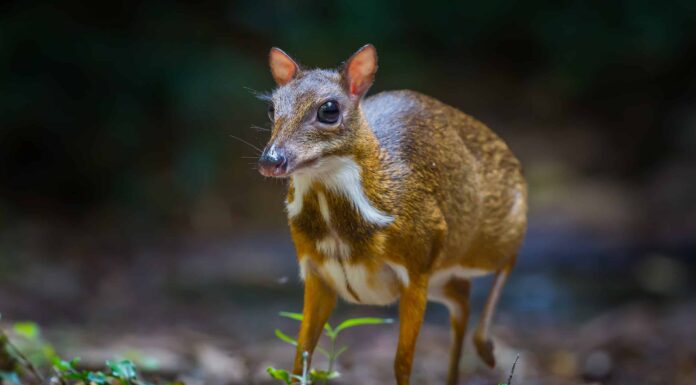 Topo-cervo (Chevrotain)
