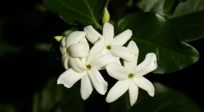 15 fiori dall'odore più forte di sempre
