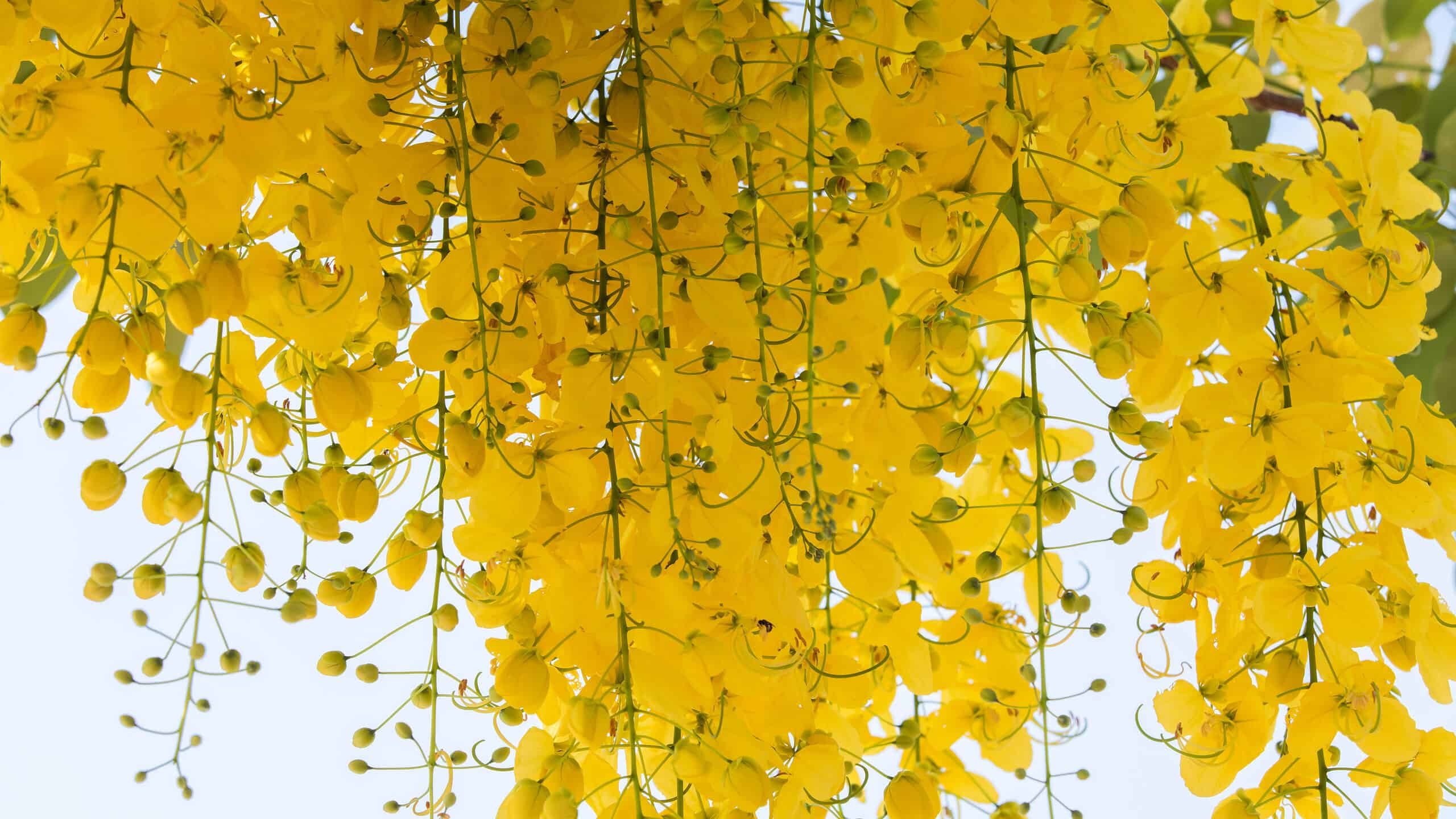 Scopri il fiore nazionale della Thailandia: Cassia Fistula Linn