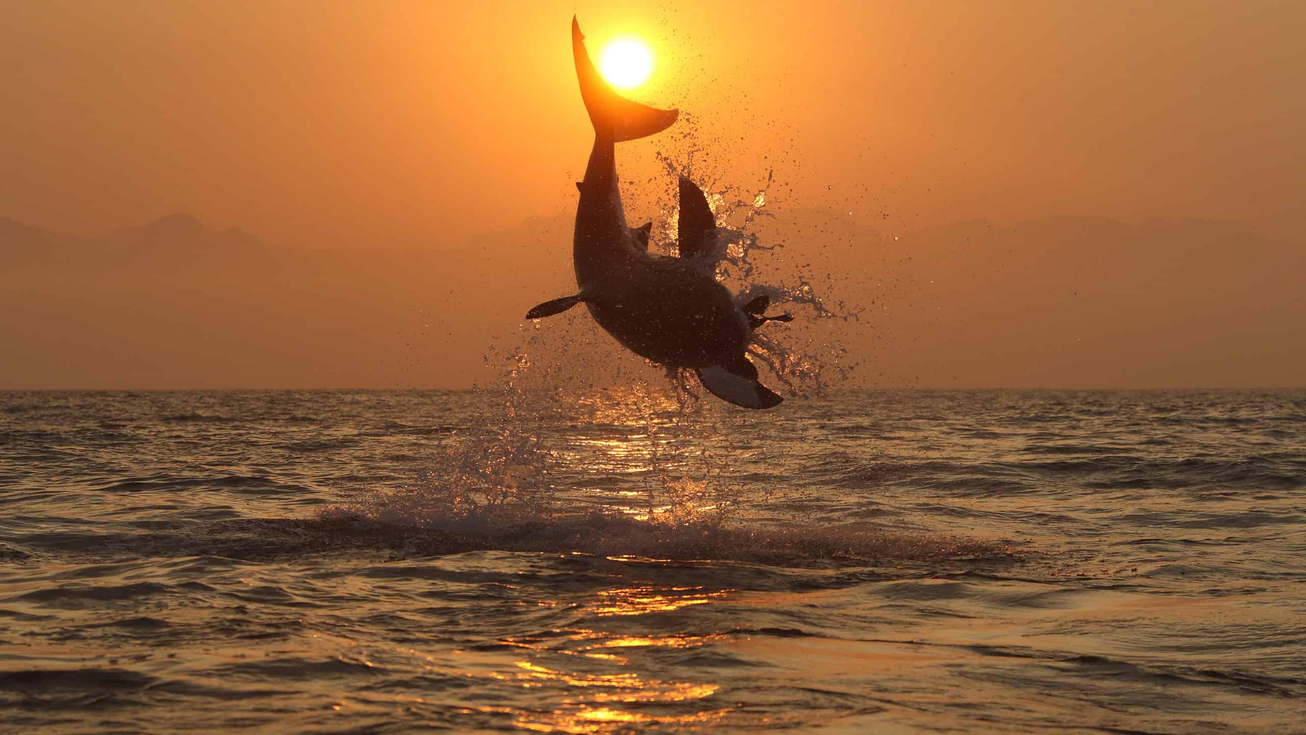 Vero o falso: questa foto virale di uno squalo che salta verso un elicottero è legittima?