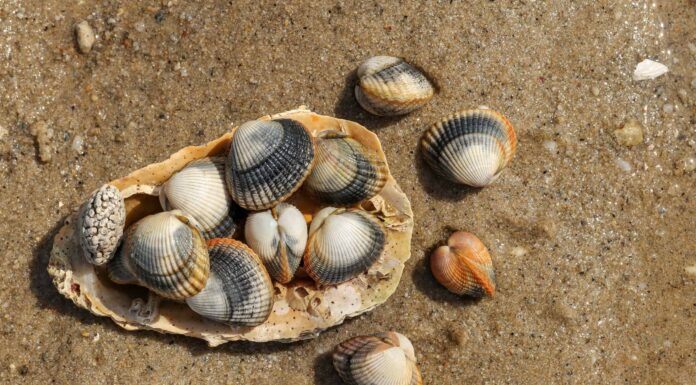 I cani possono mangiare le vongole?
