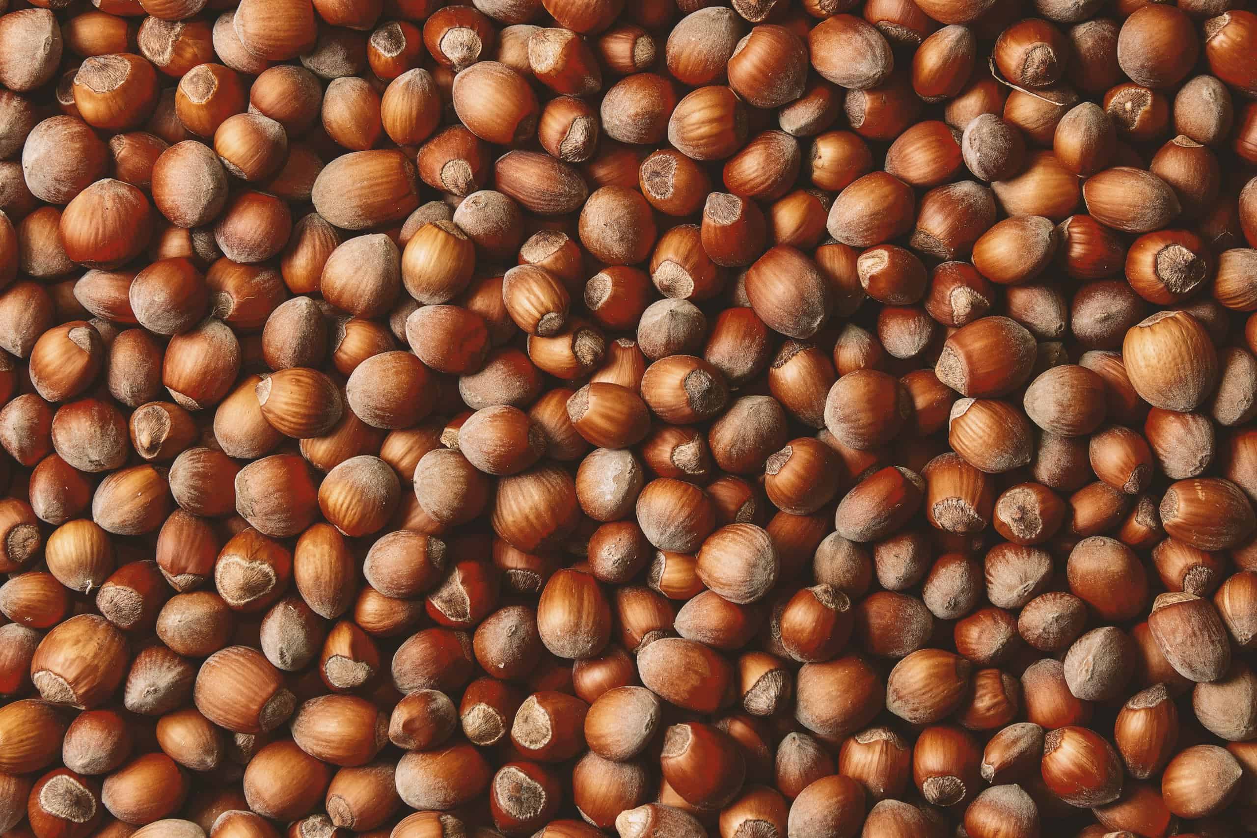 I cani possono mangiare le nocciole?