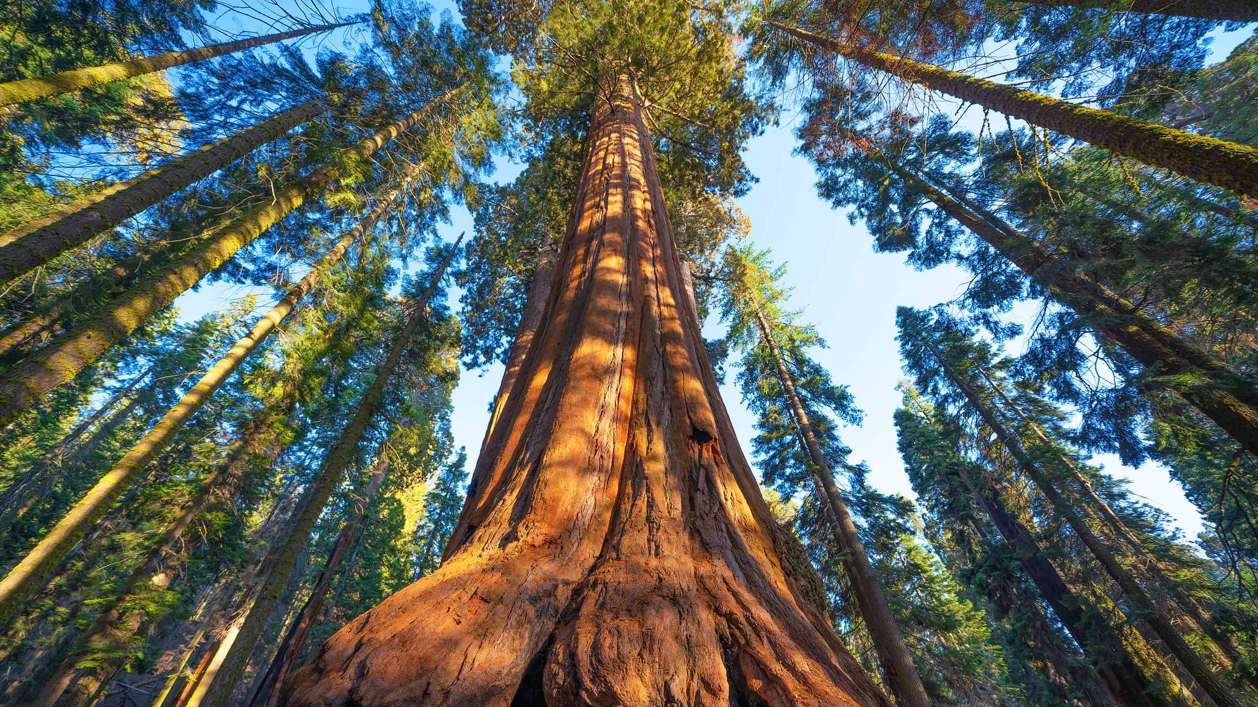 Qual è l'albero di sequoia più grande?
