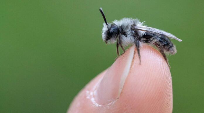 Ape mineraria cinereo
