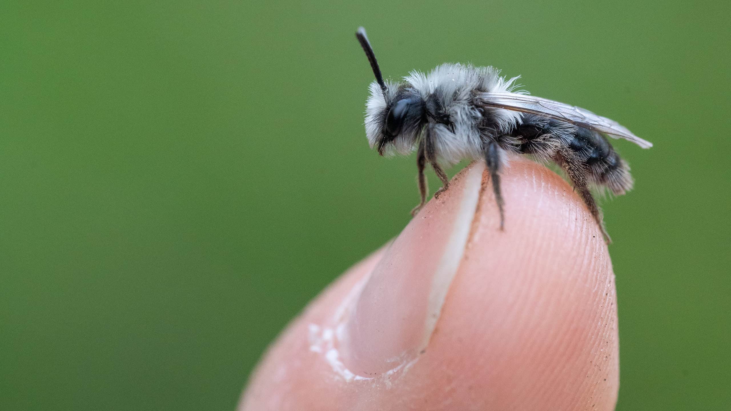 Ape mineraria cinereo