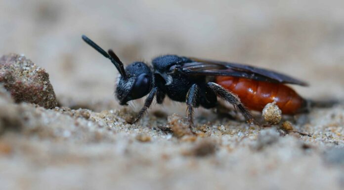 Ape di sangue dalla testa di scatola
