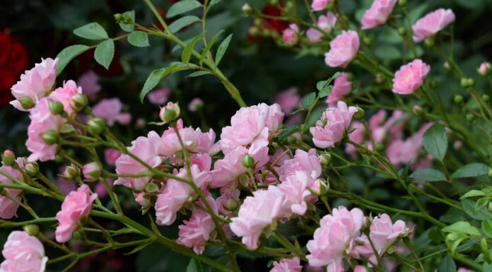 6 rose che fioriscono nel New Jersey
