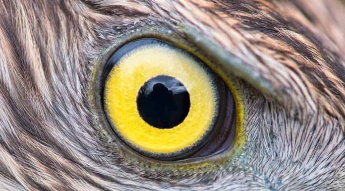 Una vista a volo d'uccello: significato e origine rivelati
