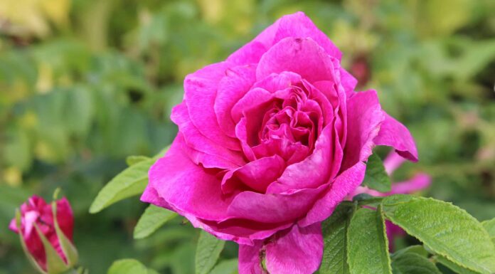 Sei rose resistenti al freddo perfette per il Vermont
