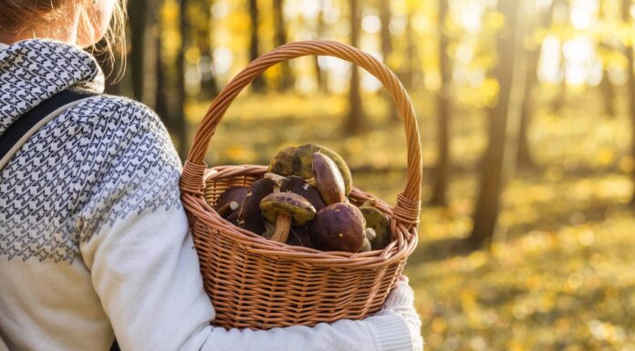 Caccia ai funghi nel Missouri: una guida completa
