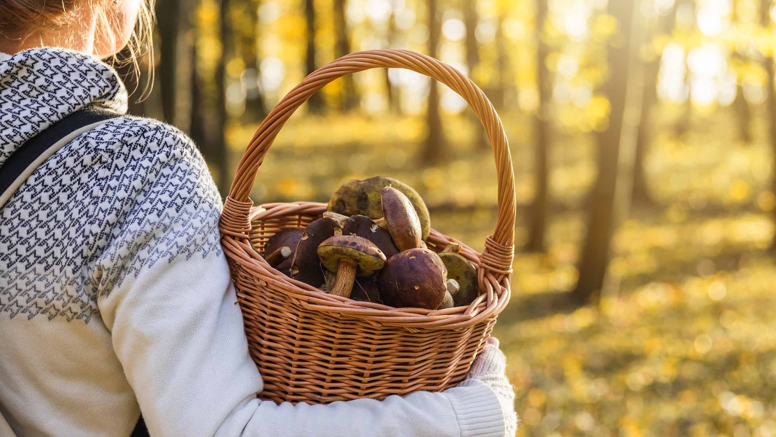 Caccia ai funghi nel Missouri: una guida completa