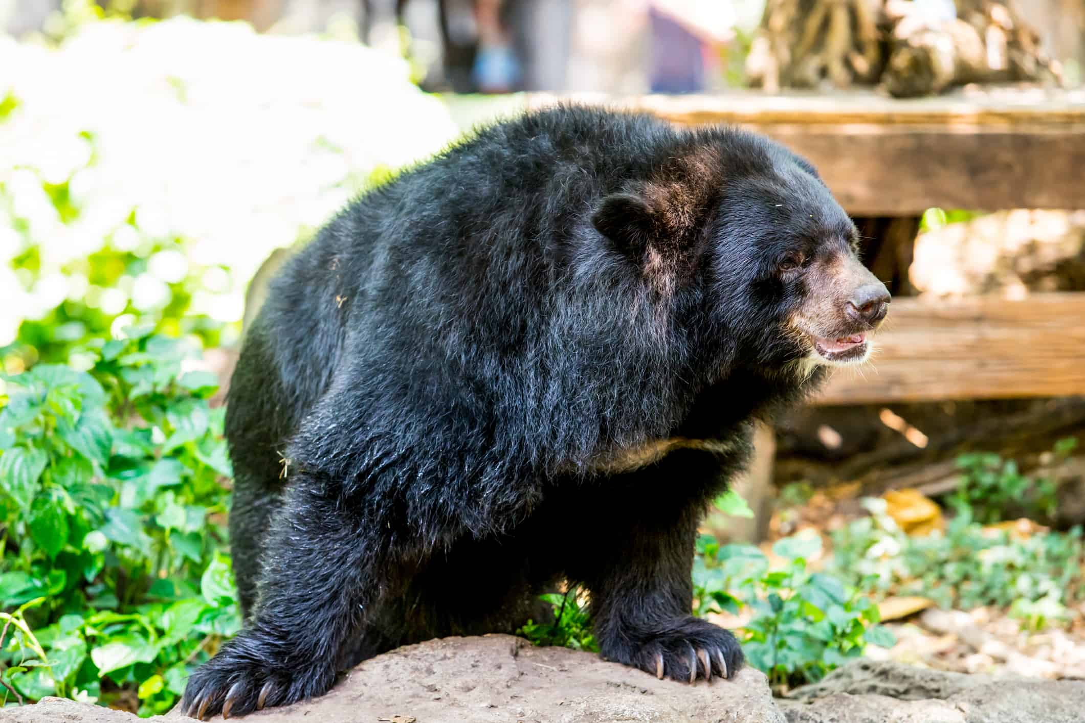 Wild Video cattura un orso nero che frusta i nunchaku come un maestro ninja