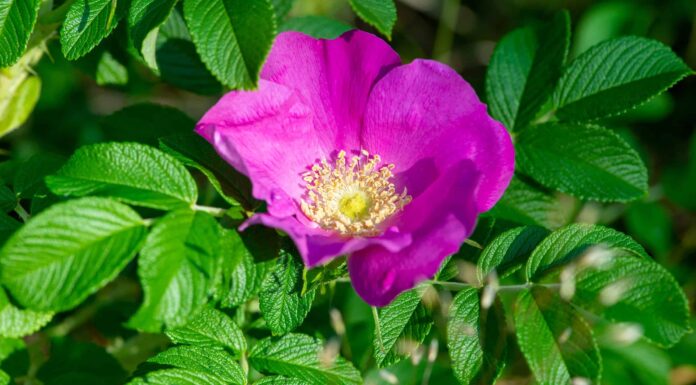 Sei rose create per il Montana
