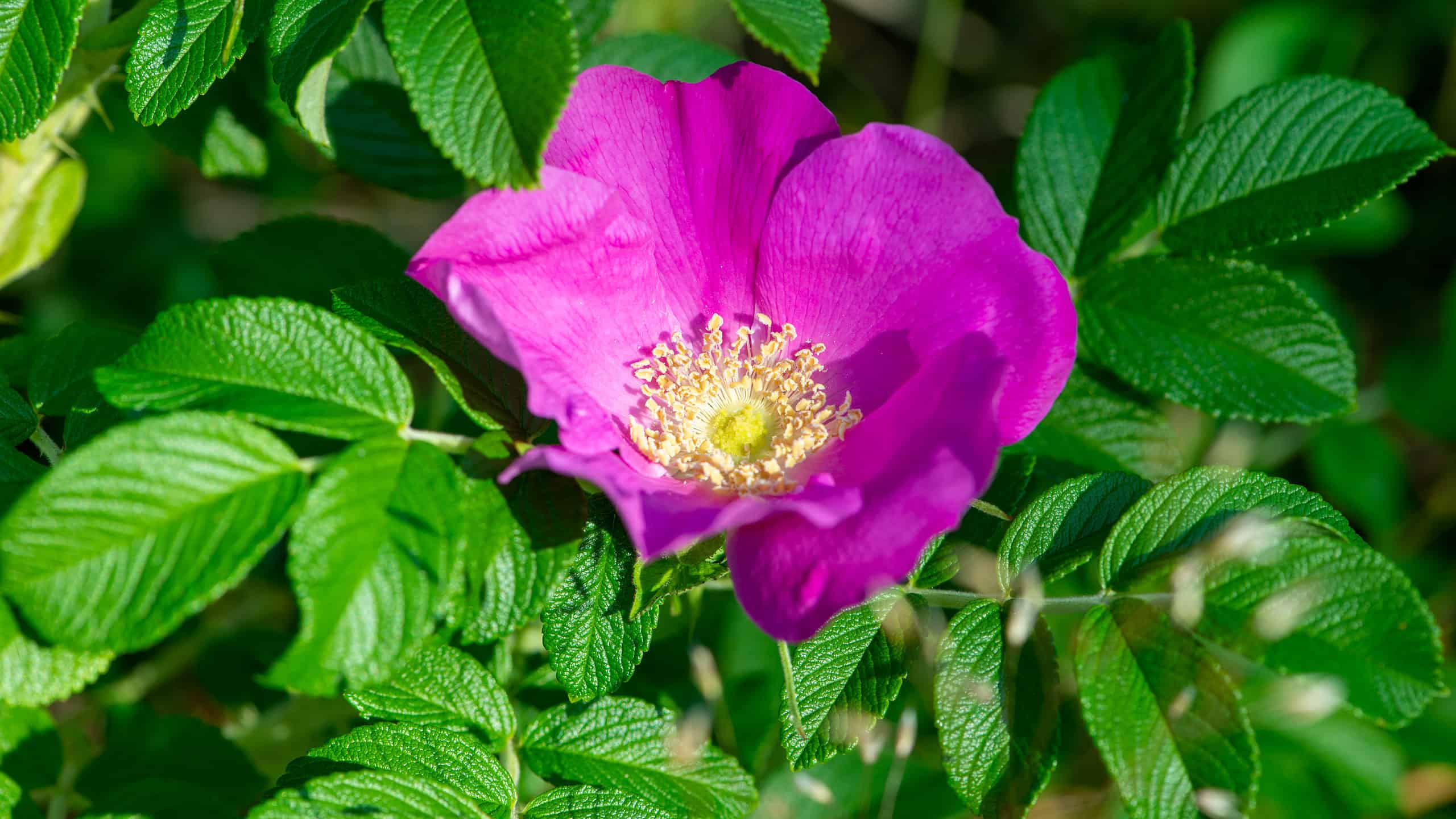 Sei rose create per il Montana