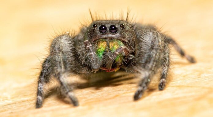 Scopri 6 ragni neri nel Tennessee
