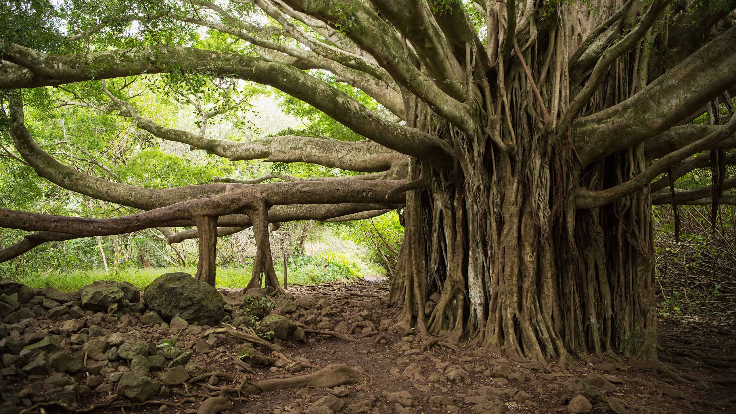 Quanto è grande l'albero di banyan più grande del mondo?