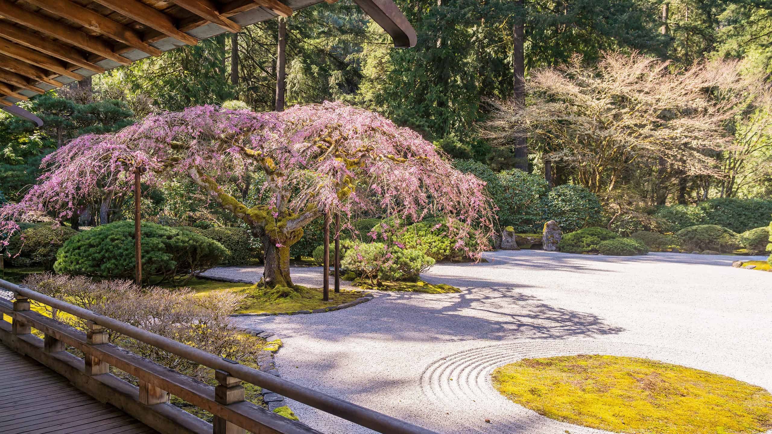 Fiori di ciliegio in Oregon: quando fioriscono e dove vederli