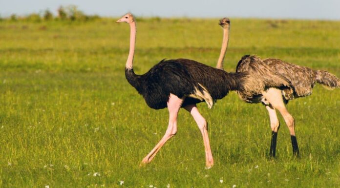 Che animale è la bistecca (un elenco di strane carni nel regno animale)
