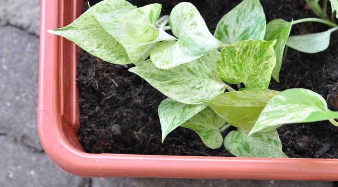 Cosa devono sapere i giardinieri del Missouri questa primavera
