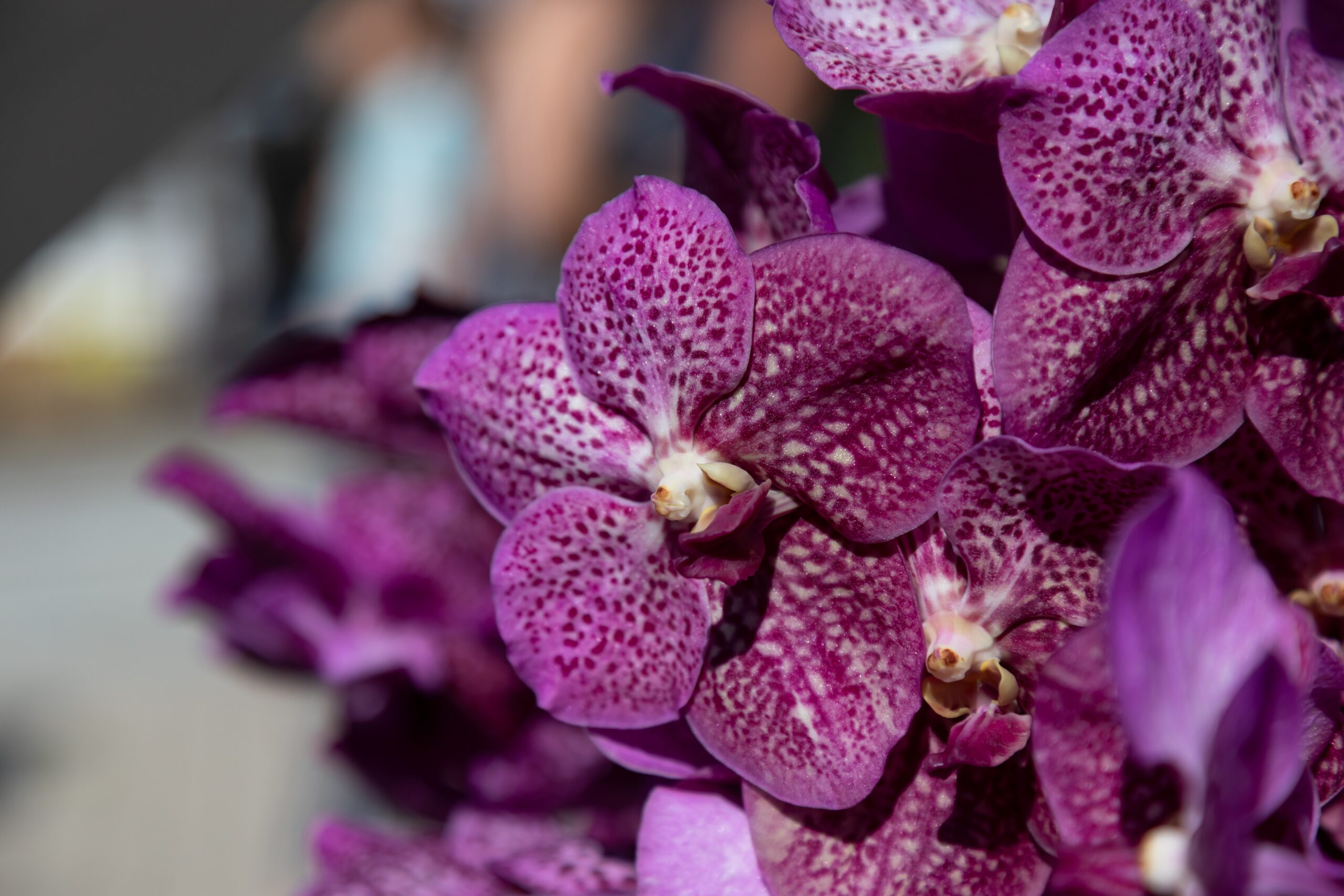 4 tipi di orchidee variegate