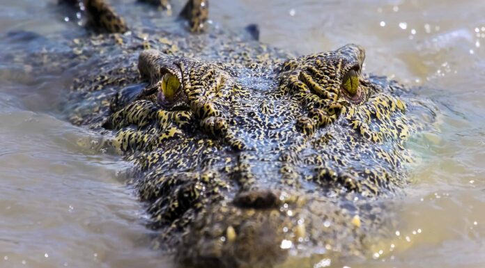 Guarda questo enorme coccodrillo trasformarsi in un siluro subacqueo in corsa
