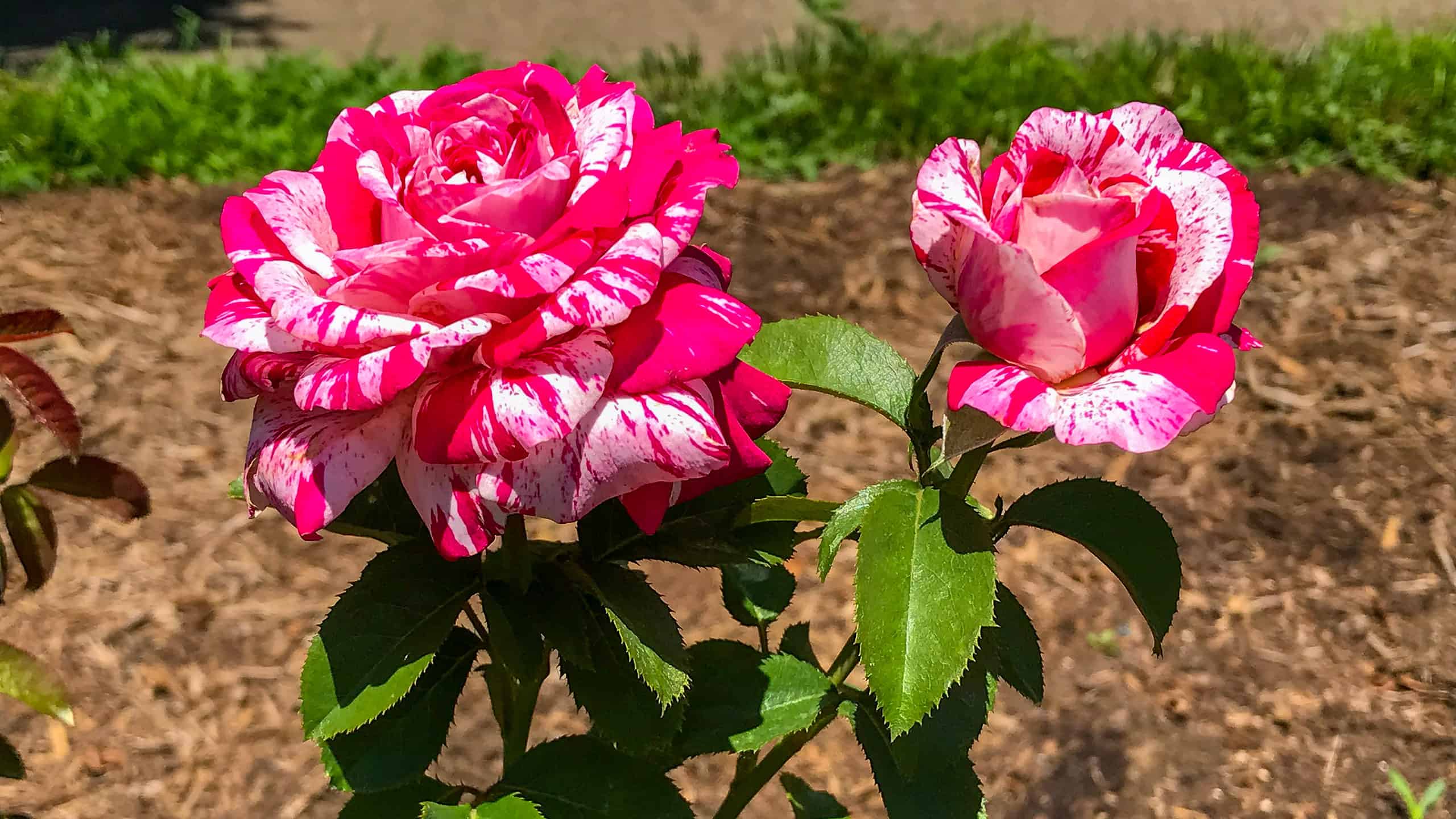 7 rose di cui hai bisogno in Nevada