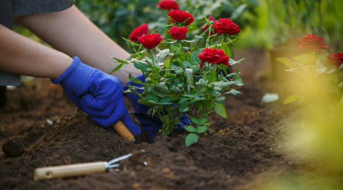 4 rose che prosperano nel Delaware
