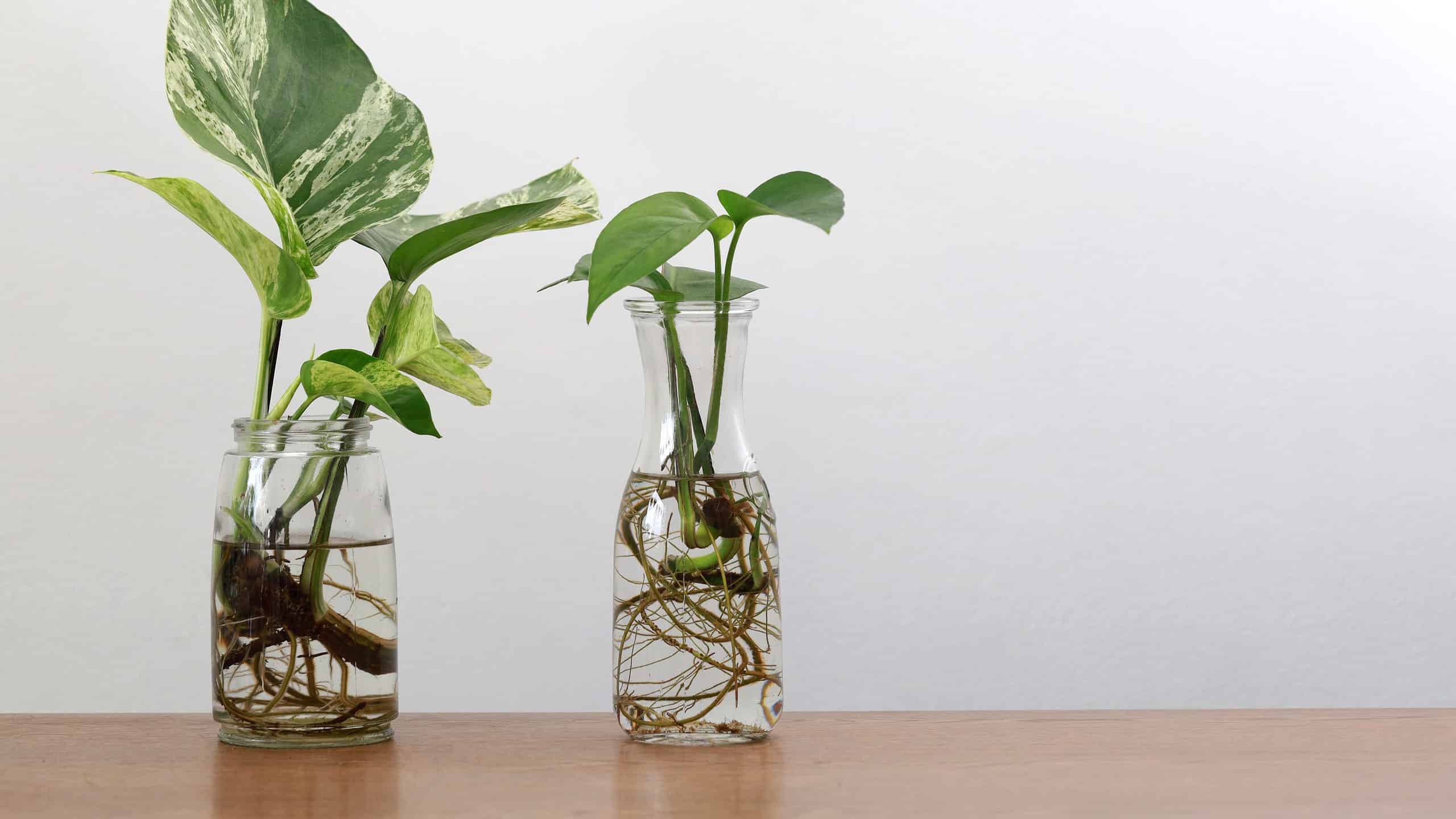 Propagazione di Pothos in acqua: una guida passo passo