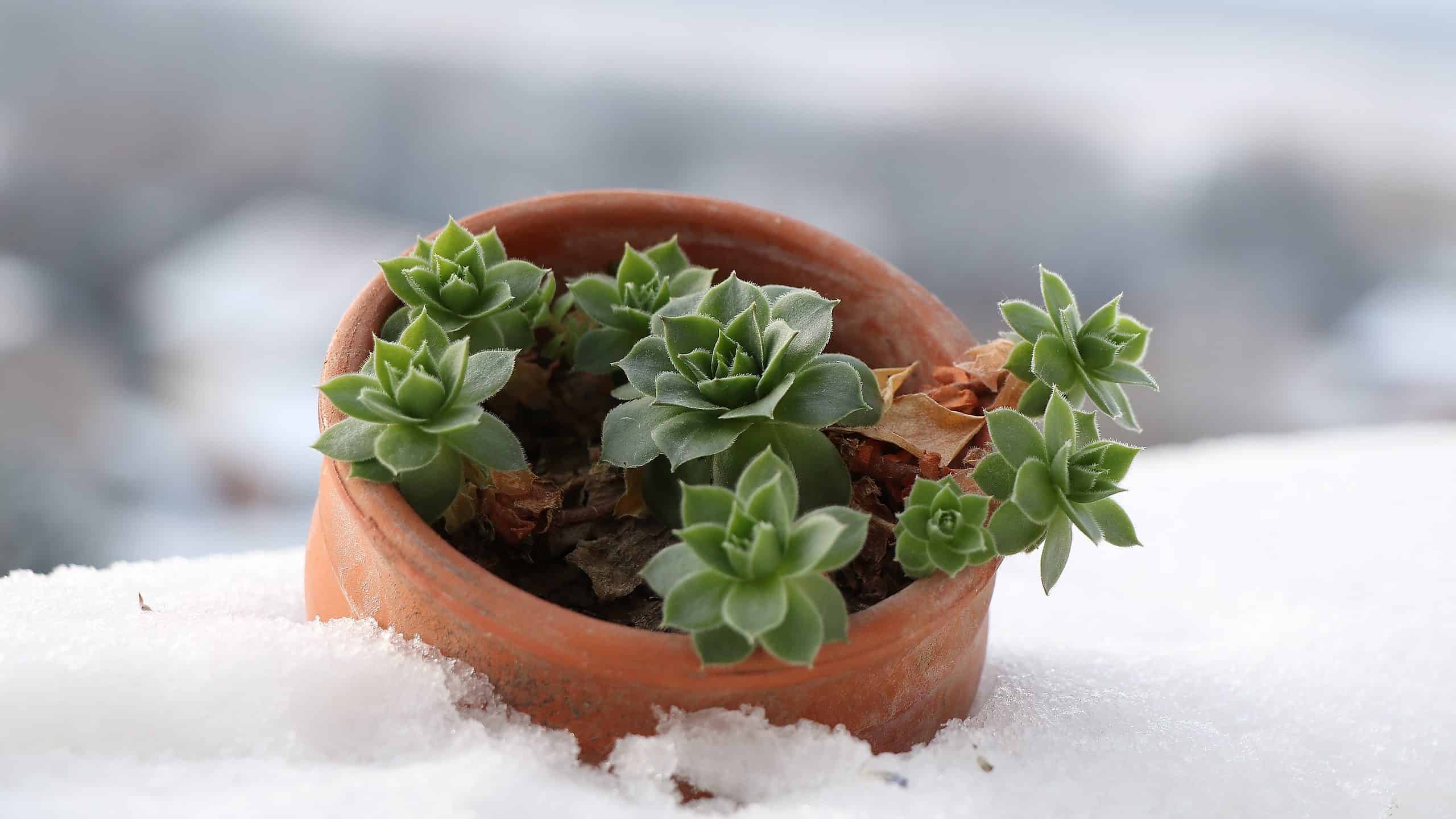 Cura succulenta in inverno: tutto ciò che devi sapere