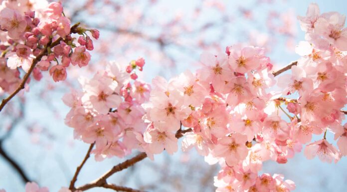 Fiori di ciliegio in Illinois: quando fioriscono e dove vederli
