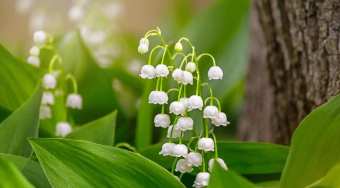 Scopri il fiore nazionale della Finlandia: il mughetto
