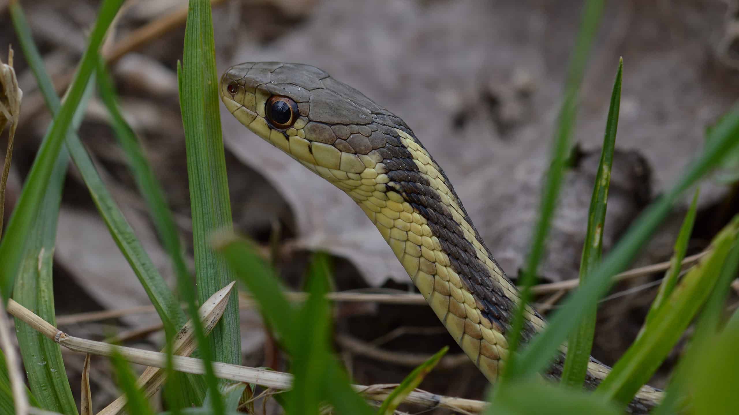 Serpenti neri e gialli in Florida