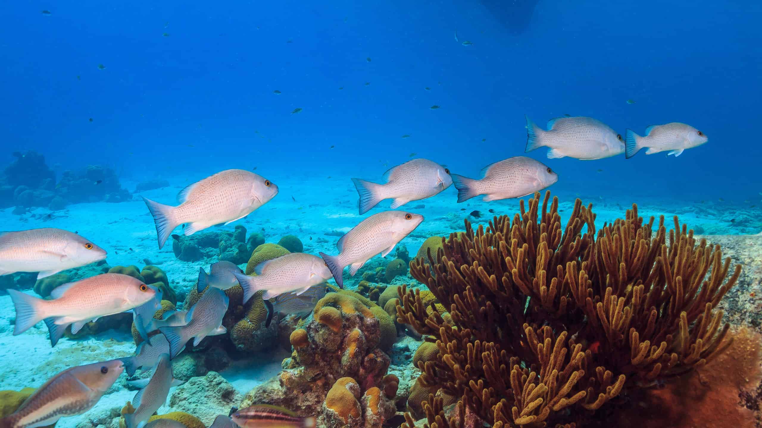 Snapper di mangrovie