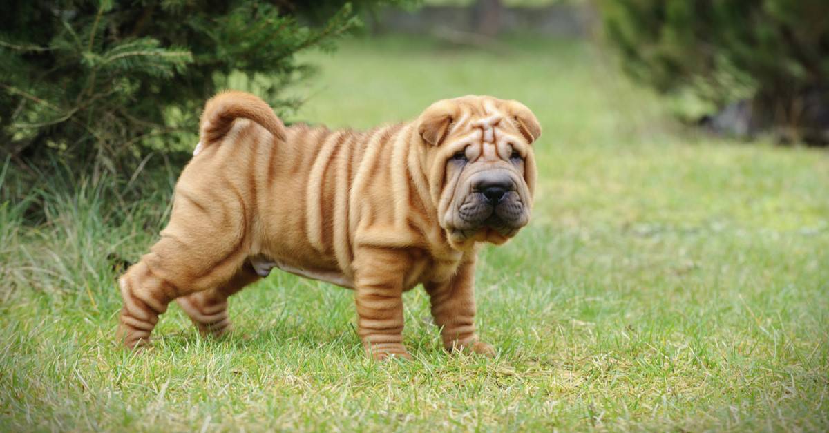 I 3 tipi di cani Shar Pei