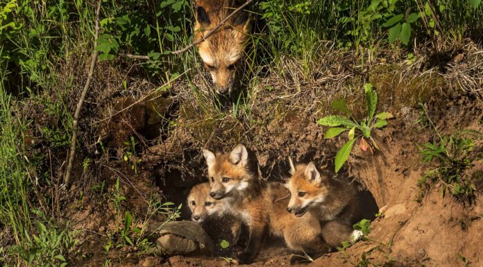 Volpi in Massachusetts: 2 tipi e dove vivono
