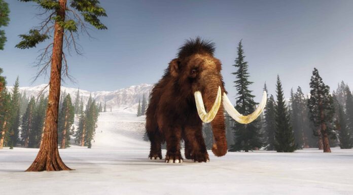 Dinosauri che vivevano nel Nebraska (e dove vedere i fossili oggi)
