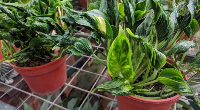 Tipi di Pothos: una guida completa
