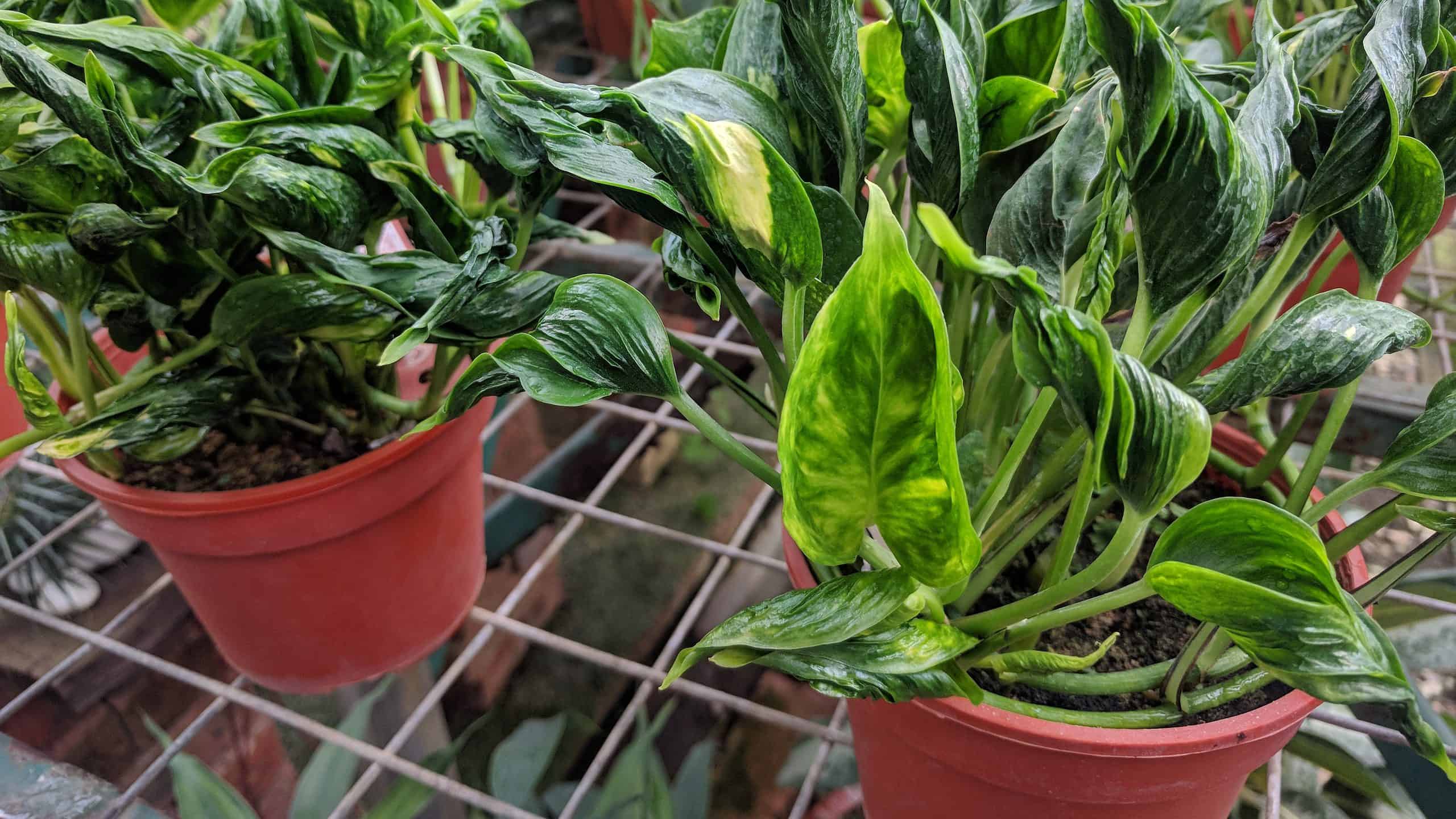 Tipi di Pothos: una guida completa