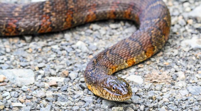 Guarda questo minaccioso serpente d'acqua lottare contro un'anguilla scivolosa
