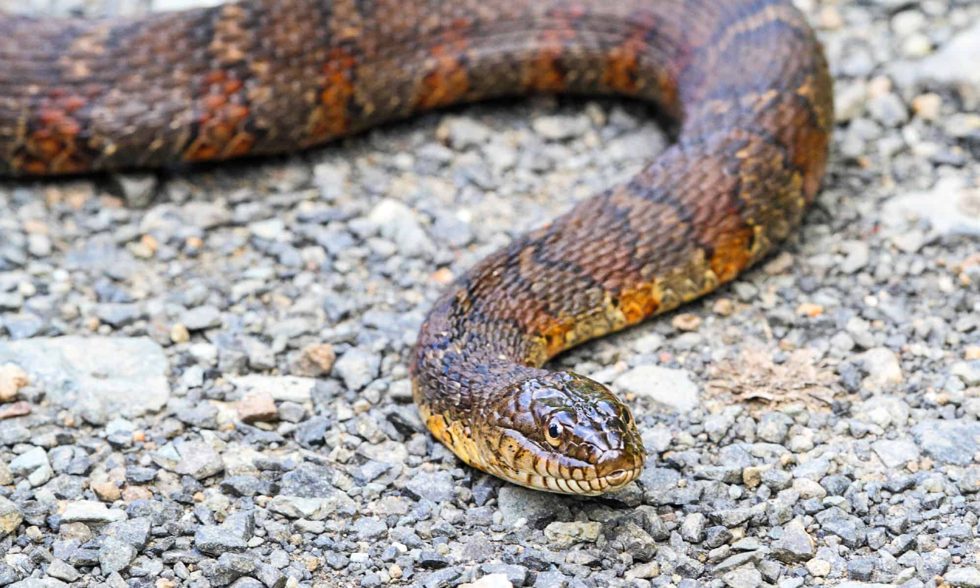 Guarda questo minaccioso serpente d'acqua lottare contro un'anguilla scivolosa
