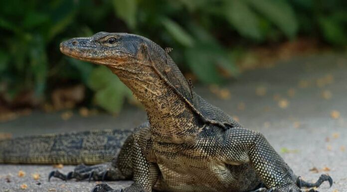 Acquirente riprende il filmato di una lucertola gigante che invade un negozio di alimentari e semina il caos
