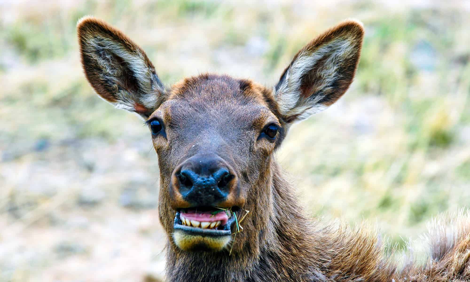 Guarda l'intensa situazione di stallo di un uomo del Colorado con un gigantesco alce